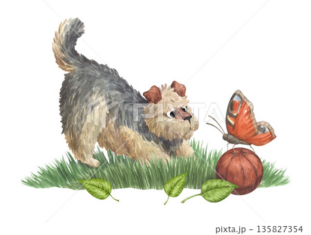 A cute curly-coated terrier playing ball on the lawn A cute curly-coated terrier playing ball on the lawn 135827354
