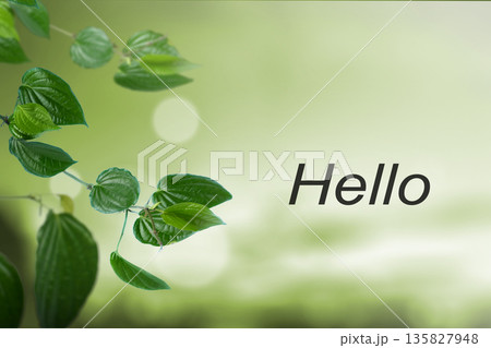 A bright and fresh composition featuring green heart-shaped leaves on a vine with the word Hello written against a soft, blurred green nature background with bokeh A bright and fresh composition featuring green heart-shaped leaves on a vine with the word Hello written against a soft, blurred green nature background with bokeh 135827948