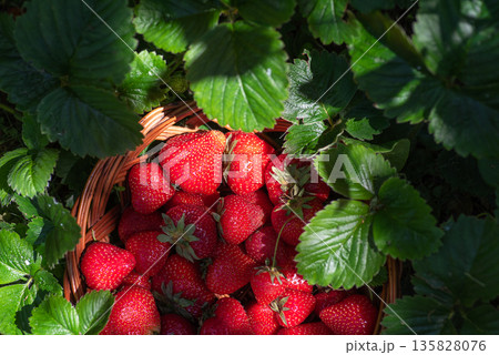 Strawberries In Basket Surrounded By Green Leaves Strawberries In Basket Surrounded By Green Leaves 135828076