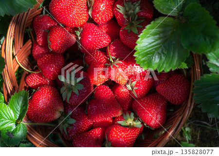 Strawberries In Basket Surrounded By Green Leaves Strawberries In Basket Surrounded By Green Leaves 135828077