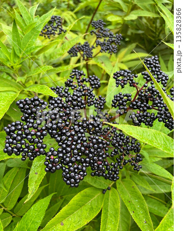 Elderberries grow in the mountains of Sochi. 135828366