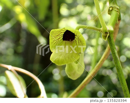 オオバウマノスズクサ 135828394