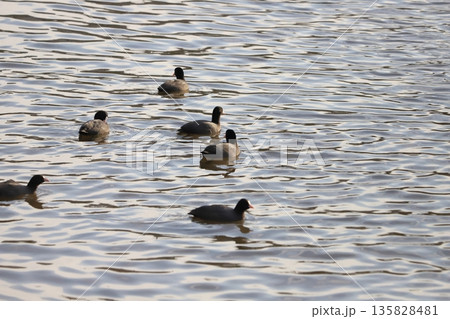冬の川で泳ぐオオバンの群れ 135828481
