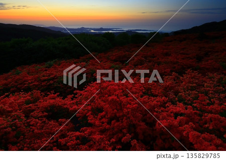 徳仙丈山のつつじ 135829785