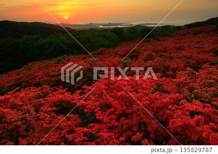 徳仙丈山のつつじ 135829787