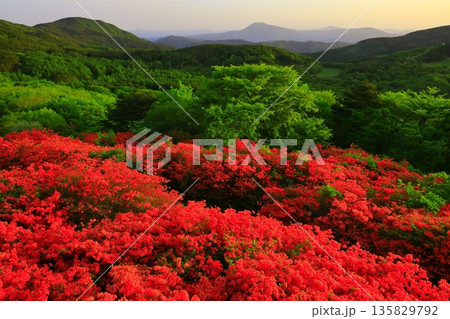 徳仙丈山のつつじ 135829792