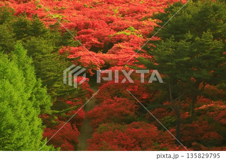 徳仙丈山のつつじ 135829795