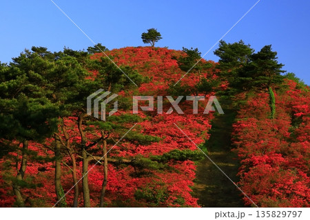 徳仙丈山のつつじ 徳仙丈山のつつじ 135829797