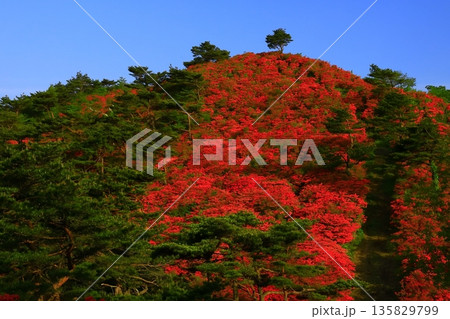 徳仙丈山のつつじ 135829799