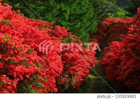 徳仙丈山のつつじ 徳仙丈山のつつじ 135829801