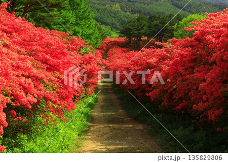 徳仙丈山のつつじ 135829806