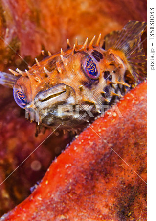 Porcupinefish, Sulawesi Porcupinefish, Sulawesi 135830033