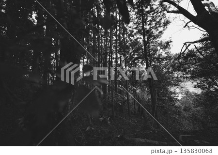 暗い森を見上げるローアングル　包み込む静寂と不安の気配 135830068