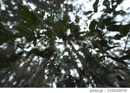 暗い森に広がる木の枝　包み込むような不安と静寂 135830070