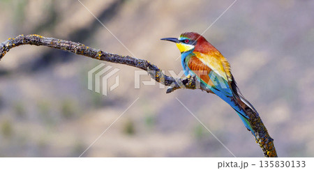 Bee-eater, Spain 135830133