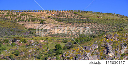Olives Trees Plantation, Spain Olives Trees Plantation, Spain 135830137