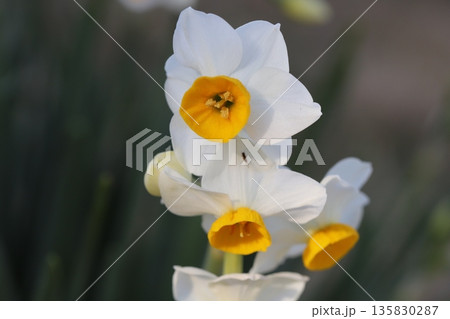 冬の庭に咲く早咲きのフサザキスイセンの花 135830287
