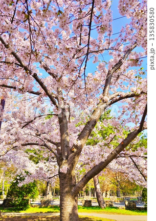 桜が咲く円山公園の風景 135830580