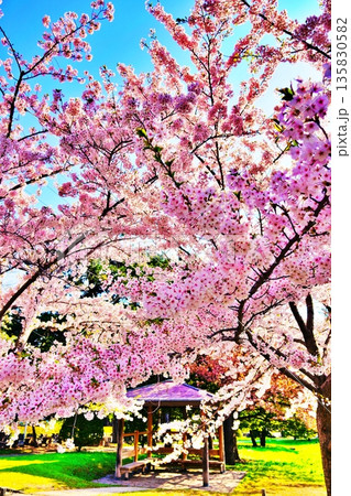 桜が咲く円山公園の風景 135830582