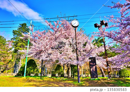 桜が咲く円山公園の風景 135830583