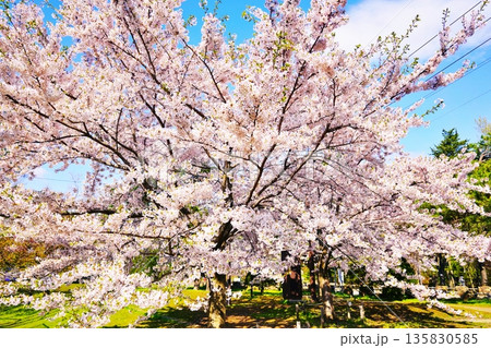 桜が咲く円山公園の風景 桜が咲く円山公園の風景 135830585