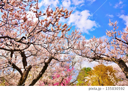 札幌市円山公園 梅林の風景 札幌市円山公園 梅林の風景 135830592