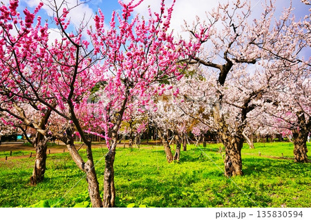 札幌市円山公園 梅林の風景 135830594