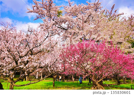 札幌市円山公園 梅林の風景 135830601