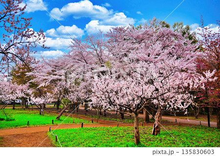 札幌市円山公園 梅林の風景 135830603