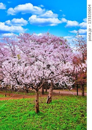 札幌市円山公園 梅林の風景 135830604