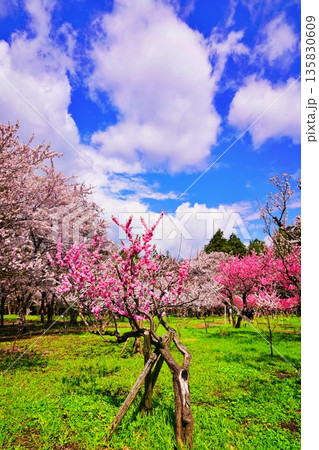 札幌市円山公園 梅林の風景 135830609