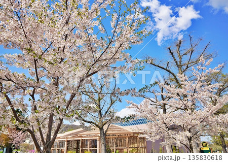 サクラの咲く円山動物園の風景 135830618