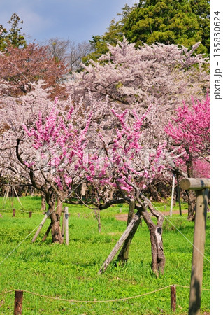 札幌市円山公園 梅林の風景 135830624