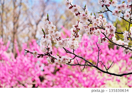 札幌市円山公園 梅林の風景 135830634