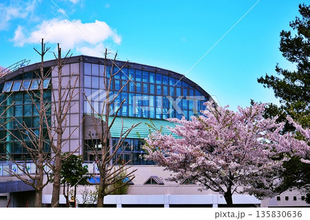 サクラの咲く円山動物園の風景 サクラの咲く円山動物園の風景 135830636