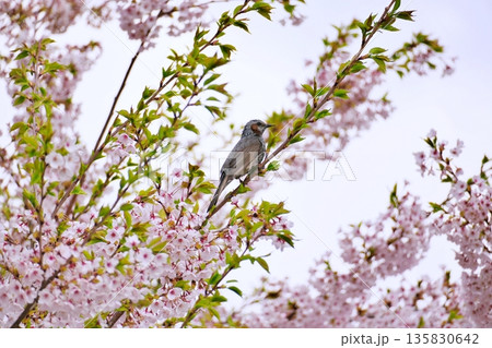満開の桜とヒヨドリ 満開の桜とヒヨドリ 135830642