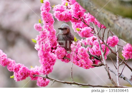 満開のエゾヤマザクラとヒヨドリ 135830645