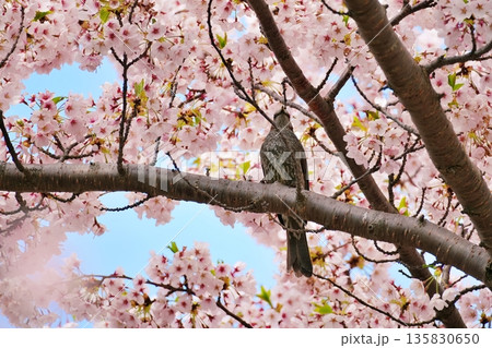 満開の桜とヒヨドリ 満開の桜とヒヨドリ 135830650