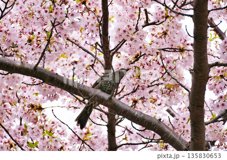 満開の桜とヒヨドリ 135830653