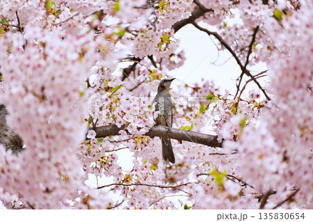 満開の桜とヒヨドリ 満開の桜とヒヨドリ 135830654