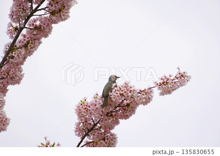 満開の桜とヒヨドリ 満開の桜とヒヨドリ 135830655