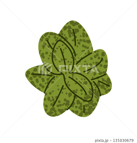 Basil Leaf Spring Salad Ingredient Basil Leaf Spring Salad Ingredient 135830679