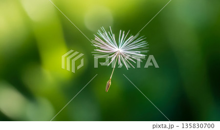Dandelion seed floating in air on green background for concept of freedom, wish, hope, or new beginnings 135830700