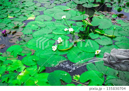 Stone dragon head water fountain spout pouring water into green lotus leaf pond zen garden park nature landscape design outdoor detail view Stone dragon head water fountain spout pouring water into green lotus leaf pond zen garden park nature landscape design outdoor detail view 135830704