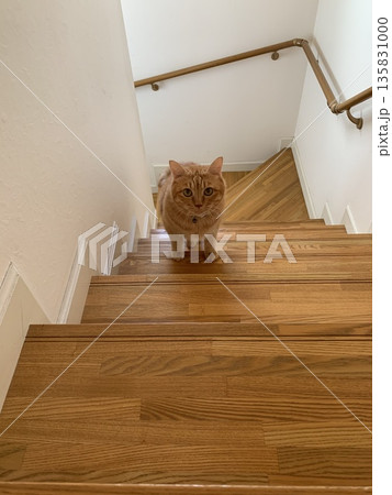 階段の下でこちらを見る茶トラ猫 階段の下でこちらを見る茶トラ猫 135831000