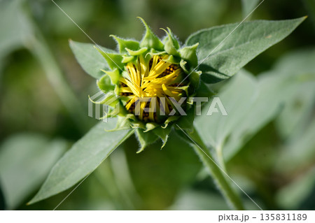 咲き始めた、ひまわりの花 135831189