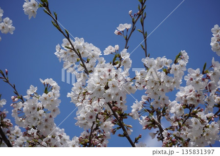桜⑥ 桜⑥ 135831397