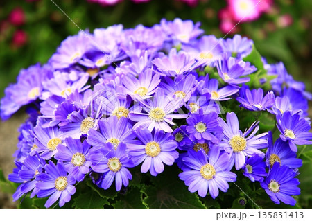 ペリカリス サイネリア シネラリア 135831413