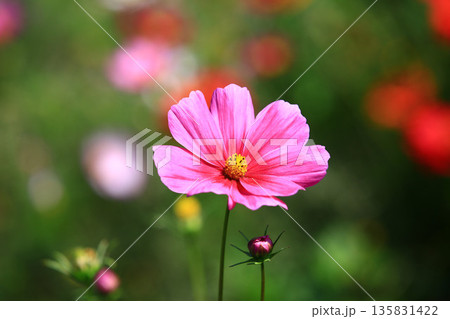 菊 キク 菊の花 135831422