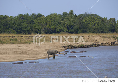 Bull Elephant disturbs a group of Hippopotamus 135831426